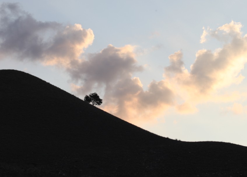 新闻树（新疆庆华集团园区表景）
